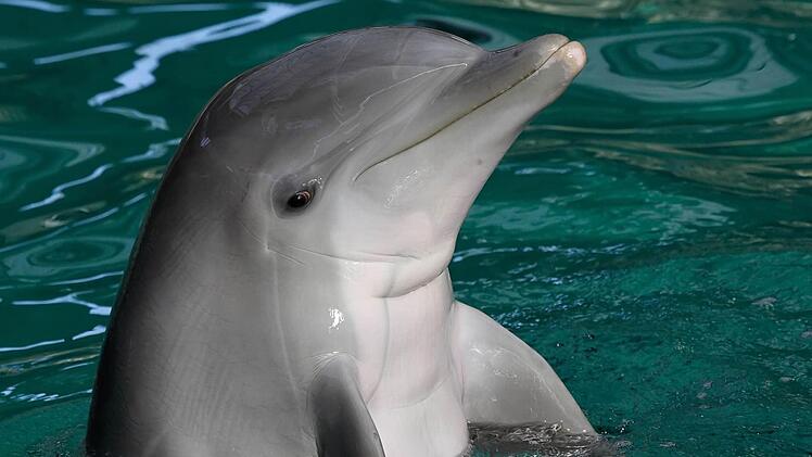 Delfin Donna ist sechs Jahre alt und zog nun zusammen mit Delfin Dolly in den Nürnberger Tiergarten um. Foto: Tiergarten Nürnberg