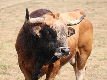 Bulle rastet aus