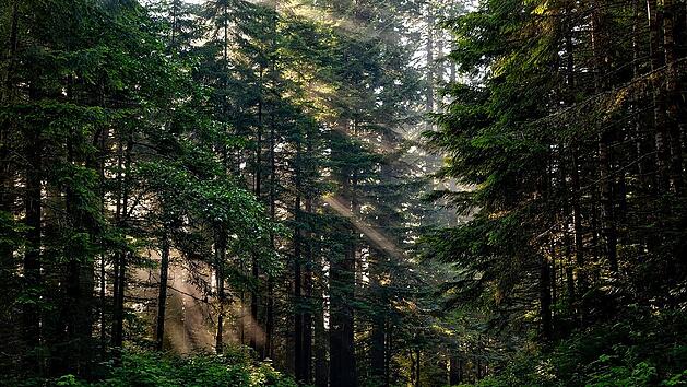 Der Wald ist ein idealer Ort, um durchzuatmen und die Seele baumeln zu lassen. Im Walderlebniszentrum Tennenlohe erfährst du zahlreiche Fakten zu dem wichtigen Ökosystem.