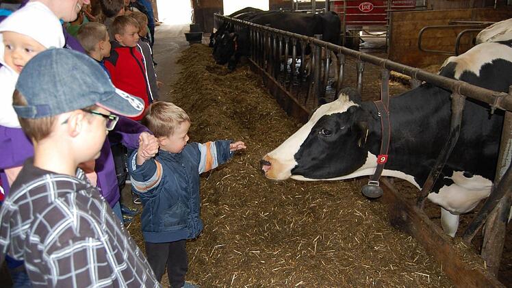 Die Mutigen trauten sich auch nah an die großen Kühe ran.