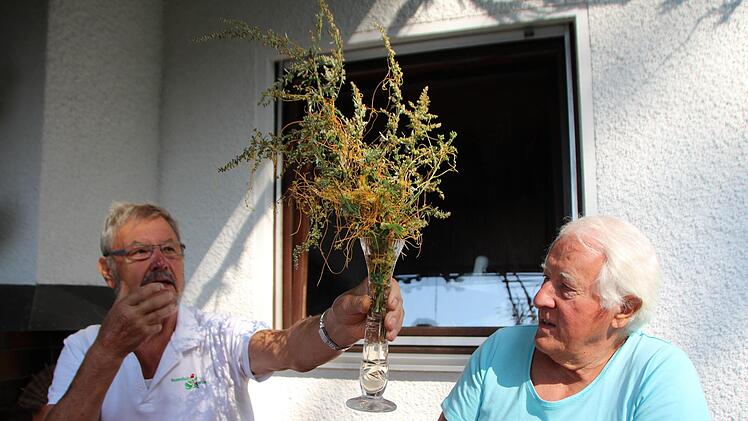 Friedrich Lechner (links) h&auml;lt den "Teufelszwirn" in die H&ouml;he. Foto: Mirjam Stumpf