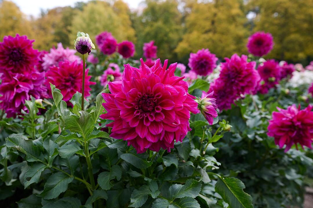 Herbst im Gro&szlig;en Garten