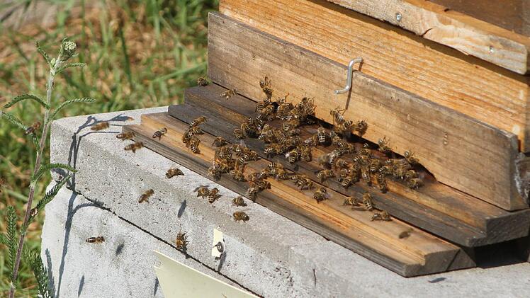 Bienen wollen gepflegt sein, sonst würde ihr Bestand drastisch abnehmen.