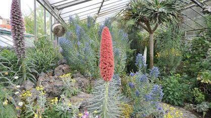 Im Kanarenhaus. Foto: Botanischer Garten der FAU.