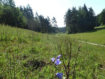 Es gr&uuml;nt so gr&uuml;n im K&ouml;tteler Grund Foto: G&uuml;nther Reinlein