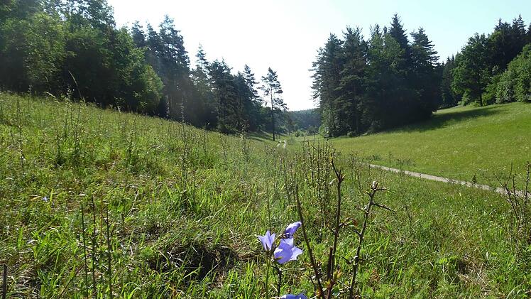 Es gr&uuml;nt so gr&uuml;n im K&ouml;tteler Grund Foto: G&uuml;nther Reinlein
