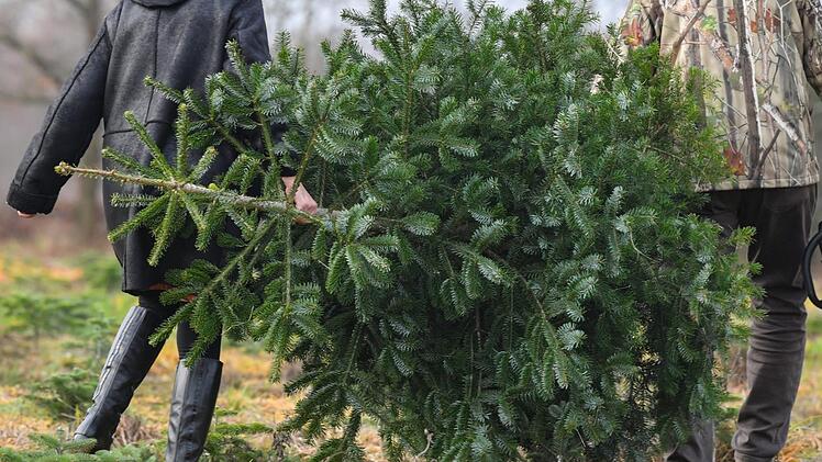 Im Kreis Bamberg sind f&uuml;r den Verkauf gedachte Weihnachtsb&auml;ume von einem Parkplatz gestohlen worden. Symbolbild: Patrick Pleul/dpa-Zentralbild/dpa