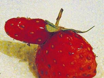 Fr&uuml;hst&uuml;ck:    Freche Fr&uuml;chtchen