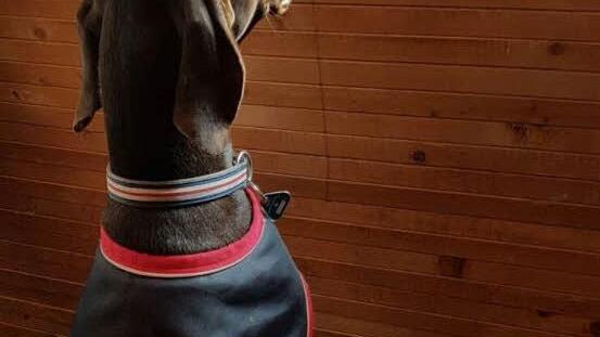 Auch Hunde interessieren sich für Polo. Zumindest verfolgte dieser Vierbeiner gespannt das Geschehen im Bammersdorfer Reitstall.  Foto: Pawel Koyfman