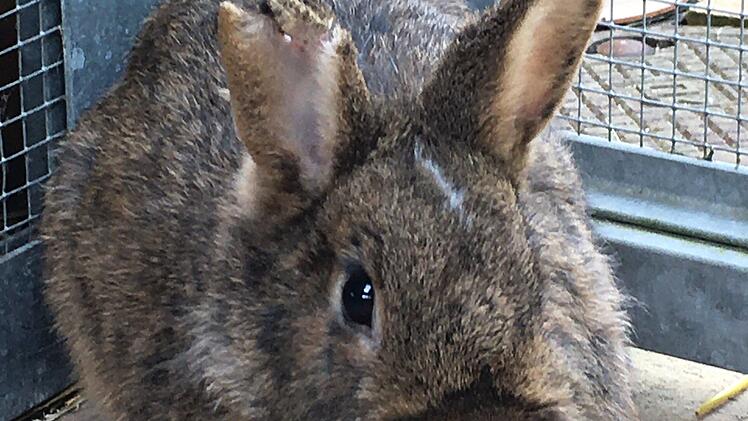 Tierheim Bamberg mit Hilferuf - über 50 Kaninchen aus Schrebergarten gerettet