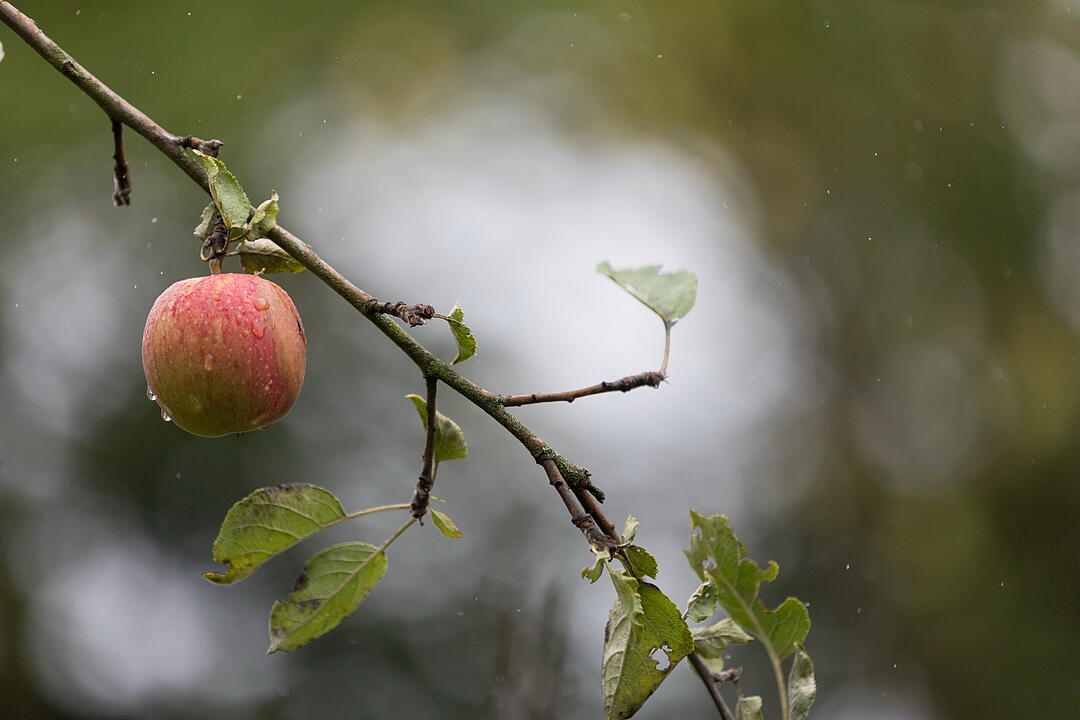 &Ouml;kowein-Pr&auml;sentation