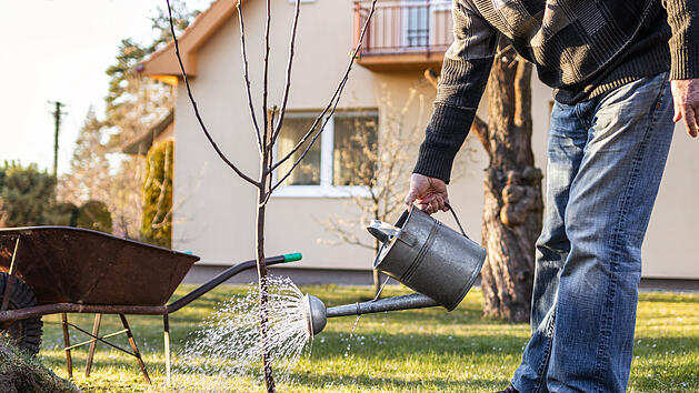 Baum gie&szlig;en, Baum, Garten, Baum im Garten