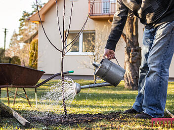Baum gießen, Baum, Garten, Baum im Garten
