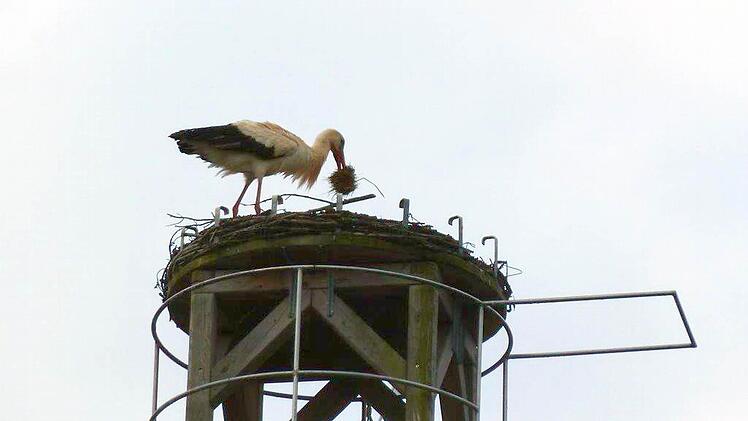 Der Horst auf der Berufsschule Fotos: Petra Baltrusch