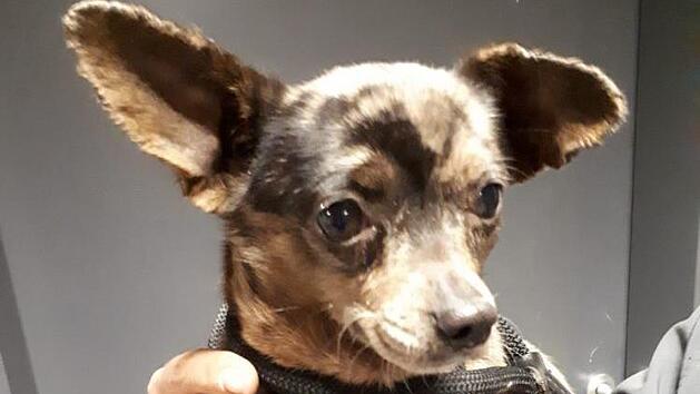 Monatelang war die kleine Milla verschwunden. In Ebersdorf tauchte die H&uuml;ndin jetzt wieder auf. Millas Retter hatten allerdings keinen leichten Job: Die Kleine hatte sich unter einer Garage versteckt. Foto: Wolfgang Desombre