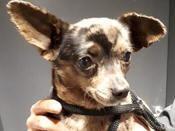 Monatelang war die kleine Milla verschwunden. In Ebersdorf tauchte die Hündin jetzt wieder auf. Millas Retter hatten allerdings keinen leichten Job: Die Kleine hatte sich unter einer Garage versteckt. Foto: Wolfgang Desombre