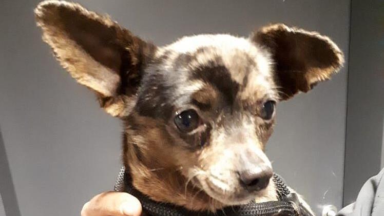 Monatelang war die kleine Milla verschwunden. In Ebersdorf tauchte die Hündin jetzt wieder auf. Millas Retter hatten allerdings keinen leichten Job: Die Kleine hatte sich unter einer Garage versteckt. Foto: Wolfgang Desombre