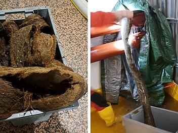 In einem Wohnhaus in München fand die Feuerwehr eine Wurzel, die ein Wasserrohr verstopfte
