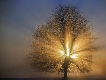Nebel am Morgen