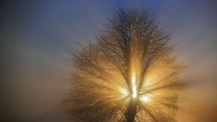 Nebel am Morgen