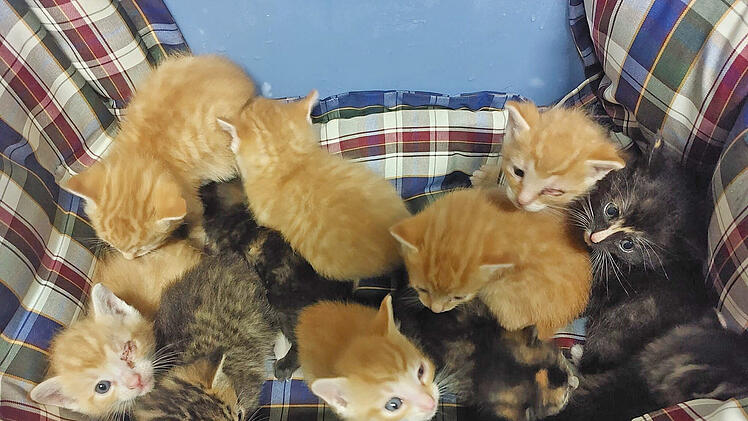 Nach erschütterndem Katzen-Fund im Tierheim Roth: Peta setzt Belohnung aus