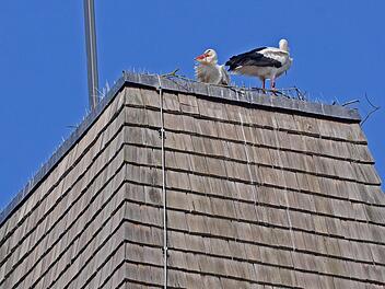 Auf dem Turm der evangelischen Kirche in Herzogenaurach ist ein Storchenpaar. Doch mit dem Nachwuchs scheint es an dieser Stelle nicht zu klappen. Foto: Heinz Czellnik