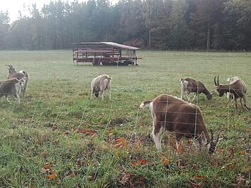 Zehn Thüringer Waldziegen hält Familie Beck aus Mitgenfeld. Zur Zeit grasen die Tiere am Fuße der Mettermich. Foto: Christine Beck