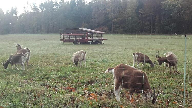Zehn Thüringer Waldziegen hält Familie Beck aus Mitgenfeld. Zur Zeit grasen die Tiere am Fuße der Mettermich. Foto: Christine Beck