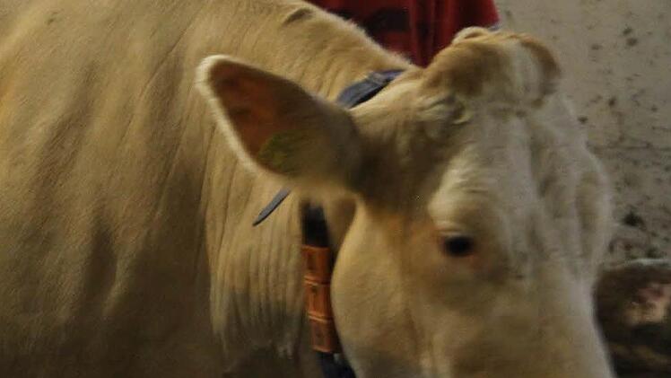 Zu Gast im neuen Stall in Effelter. Foto: Marco Meißner