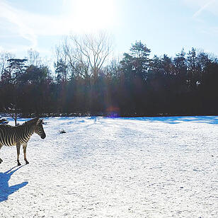 Zebra im verschneiten Tiergarten Nürnberg