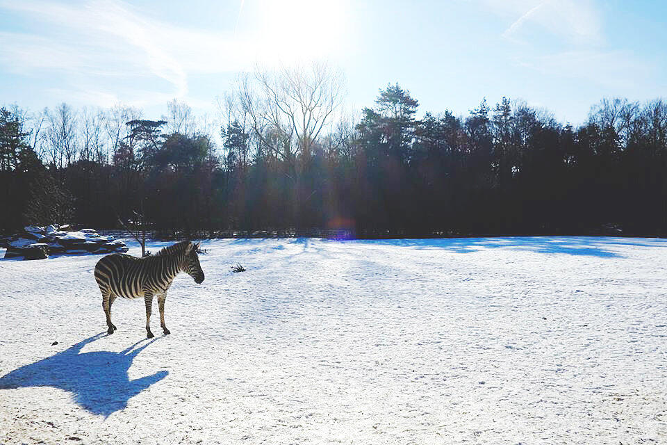 Zebra im verschneiten Tiergarten Nürnberg