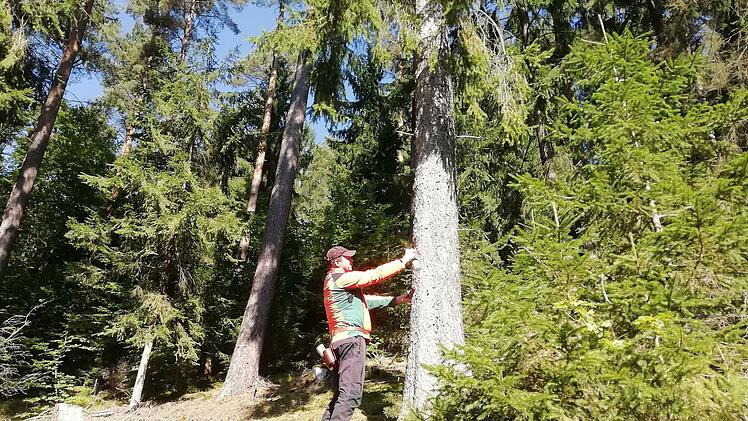 Maximilian Ernstberger vom Forstbetrieb Waldsassen hat in der Region mitgeholfen.Foto: Katrin Geyer