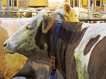 Wenn die Verbraucher verstärkt auf regionale Produkte setzen würden, würde das die Landwirte vor Ort stärken. Foto: Archiv/Meißner