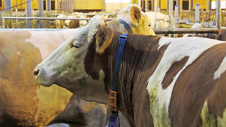 Wenn die Verbraucher verstärkt auf regionale Produkte setzen würden, würde das die Landwirte vor Ort stärken. Foto: Archiv/Meißner