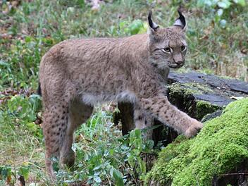 Der Wildpark Klaushof freut sich im Corona-Jahr über gute Besucherzahlen. Foto: Benedikt Borst
