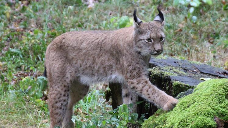 Der Wildpark Klaushof freut sich im Corona-Jahr über gute Besucherzahlen. Foto: Benedikt Borst