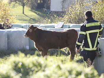 Jungrinder brechen von Weide aus: Tierischer Einsatz für Polizei und Feuerwehr Jungrinder brechen von Weide aus: Tierischer Einsatz für Polizei und Feuerwehr