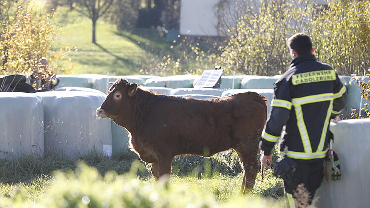 Jungbullen brechen von Weide aus: Tierischer Einsatz für Polizei und Feuerwehr