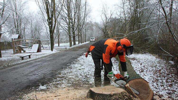 Holzfällarbeiten entlang des Hochwasserdamms.Heike Beudert
