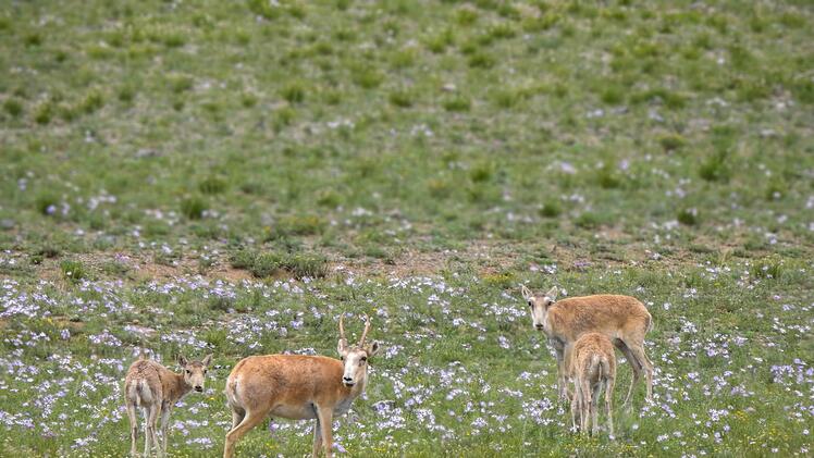 Mongolische Saiga-Antilopen