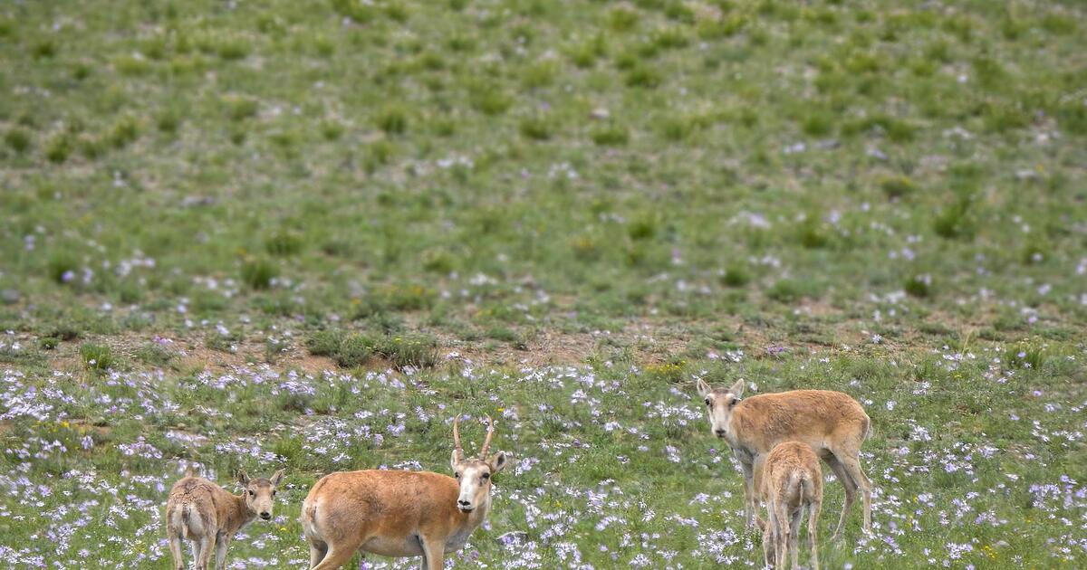 WWF-Gewinner-und-Verlierer-im-Tierreich-2025