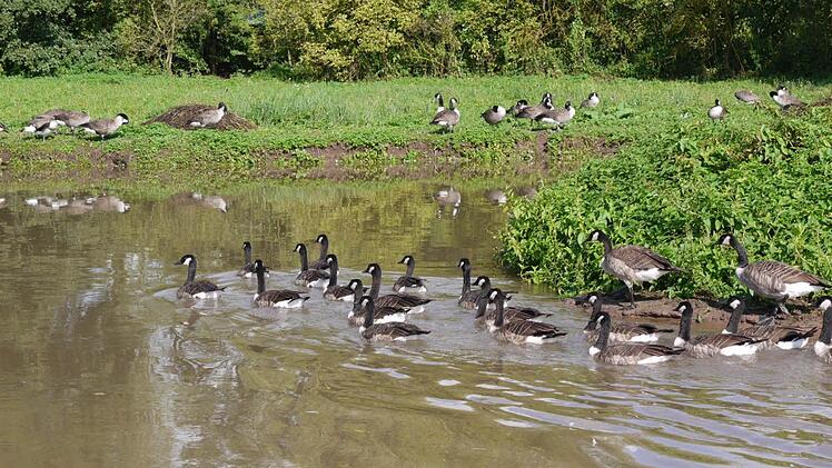 In dieser Flusskurve sind Uferstellen unterspült.