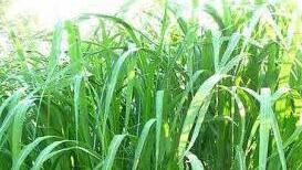 Miscanthus giganteus: Elefantengras, auch Chinaschilf genannt.