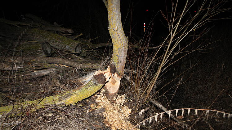 Baum drohte auf die Schienen zu stürzen: Biber schuld an Feuerwehreinsatz