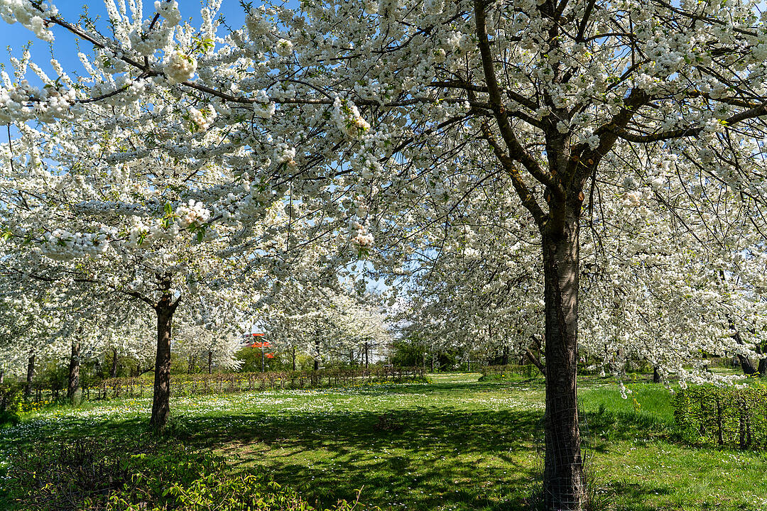 Wundersch&ouml;ne Naturfotos aus Bamberg.