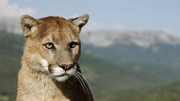 Puma