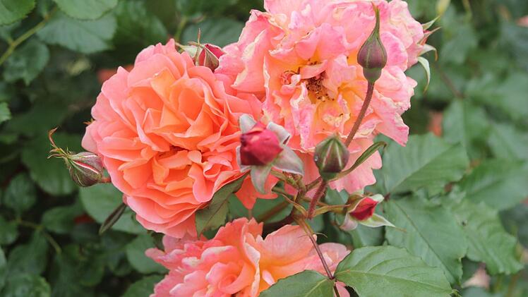 Strauchrose Westerland