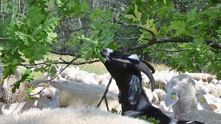 Schafe und Ziegen helfen dabei, das Gr&uuml;ne Band buschfrei zu halten, doch wo es zu dick kommt, muss der Mensch helfen. Foto: Rainer Lutz