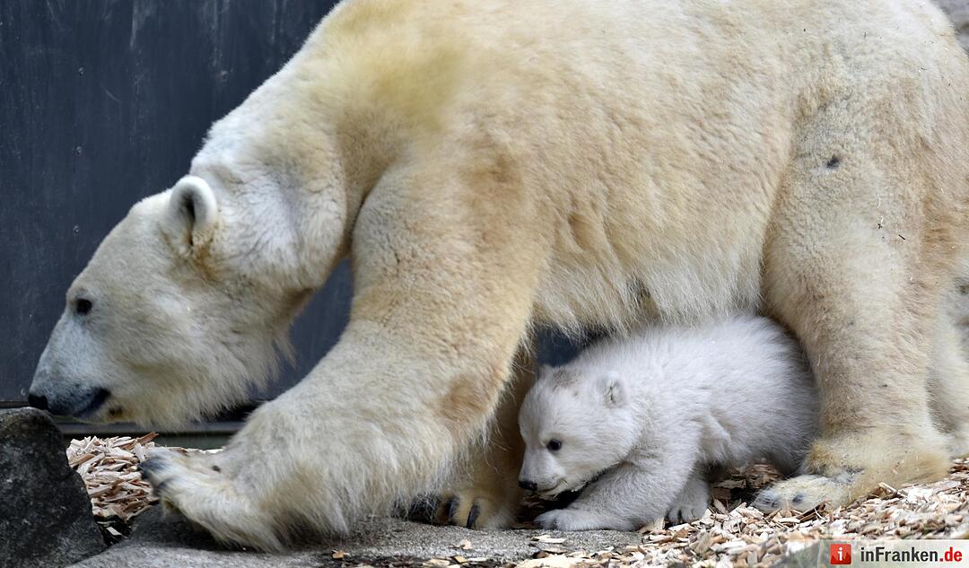 Eisbaerenbaby 2017 Tierpark Hellabrunn