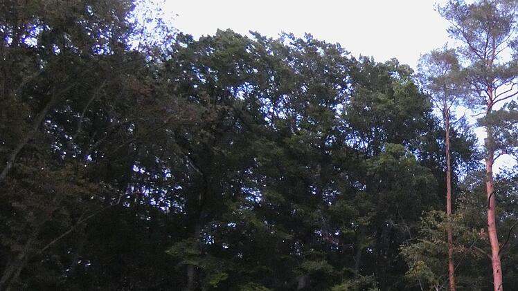 Wenn es nach dem Willen einer überparteilichen Antragsgemeinschaft im Gemeinderat geht, soll Oberaurach ein Klimawaldprojekt verwirklichen. Vielleicht steht dann dort nach einigen Jahrzehnten so dichter Wald, wie er hier zu sehen ist.  Christian Licha